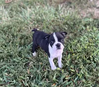 Phil, a male Boston Terrier for sale in Seymour, MO – Photo 3 of 9