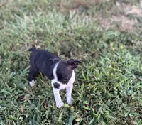 Phil, a male Boston Terrier for sale in Seymour, MO – Photo 4 of 9