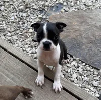 Phil, a male Boston Terrier for sale in Seymour, MO – Photo 8 of 9