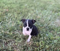 Phil, a male Boston Terrier for sale in Seymour, MO – Photo 9 of 9