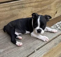 Phil, a male Boston Terrier for sale in Seymour, MO – Photo 2 of 9