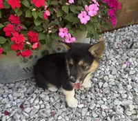 Jarell, a male Pembroke Welsh Corgi for sale in Seymour, MO – 2 of 3