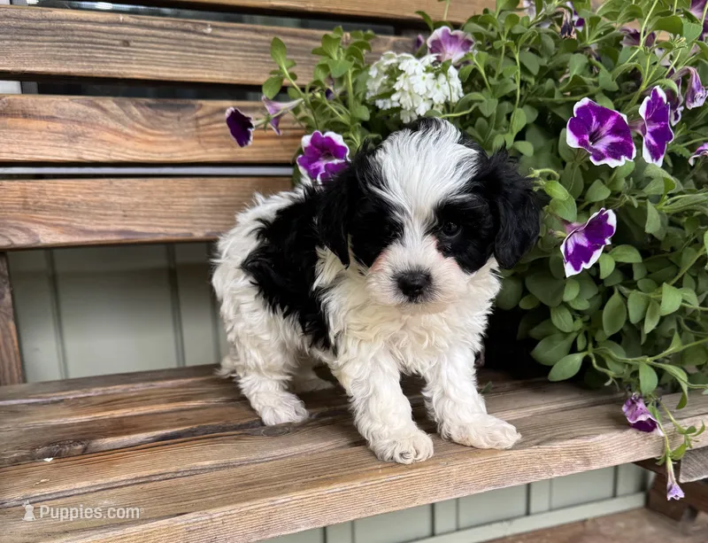 Victor – Yorkipoo puppy for sale in Seymour, MO