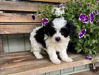 Victor, a male Yorkipoo for sale in Seymour, MO – 4 of 4