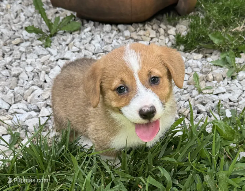 Ruby – Pembroke Welsh Corgi puppy for sale in Seymour, MO