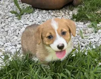 Ruby, a female Pembroke Welsh Corgi for sale in Seymour, MO – 6 of 6
