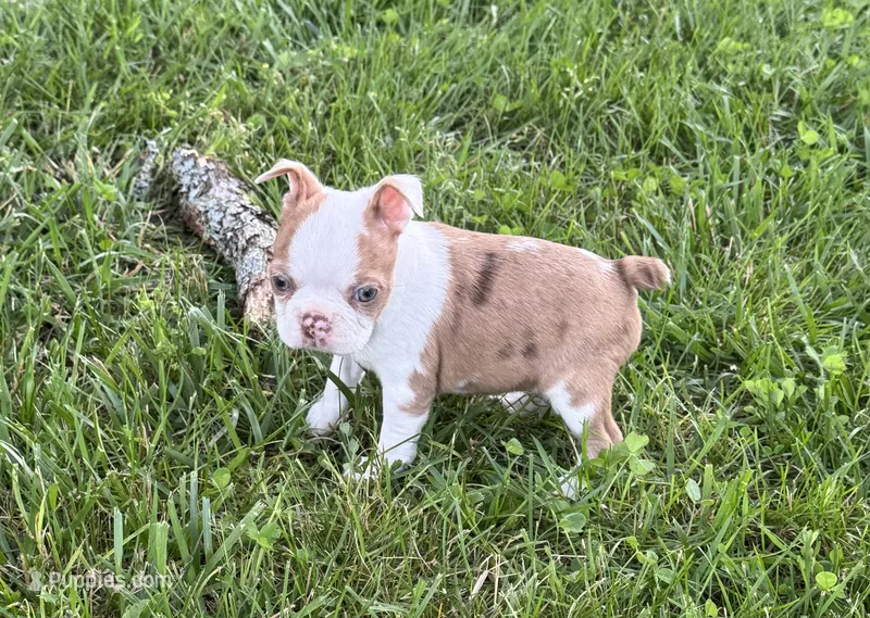 Winston – Boston Terrier puppy for sale in Seymour, MO