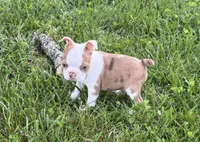 Winston, a male Boston Terrier for sale in Seymour, MO – 1 of 5