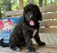 Tessa, a female Goldendoodle for sale in Seymour, MO – Photo 1 of 10