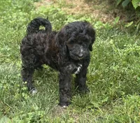 Tessa, a female Goldendoodle for sale in Seymour, MO – Photo 5 of 10