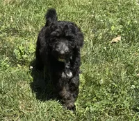 Tessa, a female Goldendoodle for sale in Seymour, MO – Photo 7 of 10