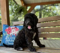 Tessa, a female Goldendoodle for sale in Seymour, MO – Photo 2 of 10