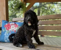 Tessa, a female Goldendoodle for sale in Seymour, MO – Photo 6 of 10