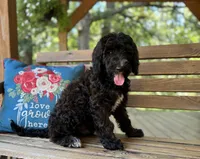 Tessa, a female Goldendoodle for sale in Seymour, MO – Photo 4 of 10
