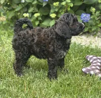 Tessa, a female Goldendoodle for sale in Seymour, MO – Photo 9 of 10