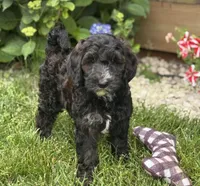 Tessa, a female Goldendoodle for sale in Seymour, MO – Photo 8 of 10