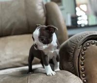 Polly, a female Boston Terrier for sale in Seymour, MO – Photo 4 of 8