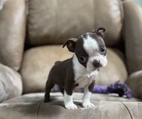 Polly, a female Boston Terrier for sale in Seymour, MO – Photo 7 of 8