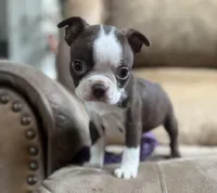 Polly, a female Boston Terrier for sale in Seymour, MO – Photo 3 of 8