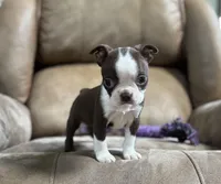 Polly, a female Boston Terrier for sale in Seymour, MO – Photo 2 of 8