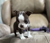 Polly, a female Boston Terrier for sale in Seymour, MO – Photo 6 of 8