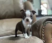 Polly, a female Boston Terrier for sale in Seymour, MO – Photo 5 of 8