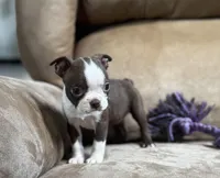 Polly, a female Boston Terrier for sale in Seymour, MO – Photo 1 of 8