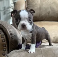 Polly, a female Boston Terrier for sale in Seymour, MO – Photo 8 of 8
