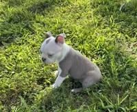 Sapphire, a female Boston Terrier for sale in Seymour, MO – 3 of 6