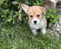 Molly, a female Pembroke Welsh Corgi for sale in Seymour, MO – 3 of 5