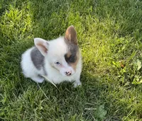 Hank, a male Pembroke Welsh Corgi for sale in Seymour, MO – 2 of 4