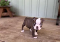 Harold, a male Boston Terrier for sale in Seymour, MO – Photo 1 of 6