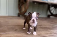 Harold, a male Boston Terrier for sale in Seymour, MO – Photo 2 of 6