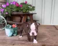 Harold, a male Boston Terrier for sale in Seymour, MO – Photo 3 of 6