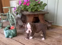 Harold, a male Boston Terrier for sale in Seymour, MO – Photo 6 of 6