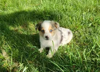 Kyra, a female Cardigan Welsh Corgi and Pembroke Welsh Corgi for sale in Seymour, MO – Photo 1 of 7