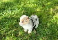 Kyra, a female Cardigan Welsh Corgi and Pembroke Welsh Corgi for sale in Seymour, MO – Photo 5 of 7