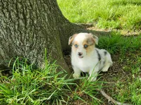 Kyra, a female Cardigan Welsh Corgi and Pembroke Welsh Corgi for sale in Seymour, MO – Photo 4 of 7
