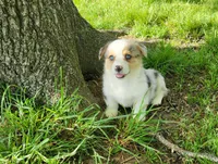 Kyra, a female Cardigan Welsh Corgi and Pembroke Welsh Corgi for sale in Seymour, MO – Photo 6 of 7