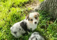 Kyra, a female Cardigan Welsh Corgi and Pembroke Welsh Corgi for sale in Seymour, MO – Photo 2 of 7