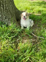 Kyra, a female Cardigan Welsh Corgi and Pembroke Welsh Corgi for sale in Seymour, MO – Photo 7 of 7