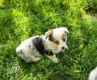 Kyra, a female Cardigan Welsh Corgi and Pembroke Welsh Corgi for sale in Seymour, MO – Photo 3 of 7