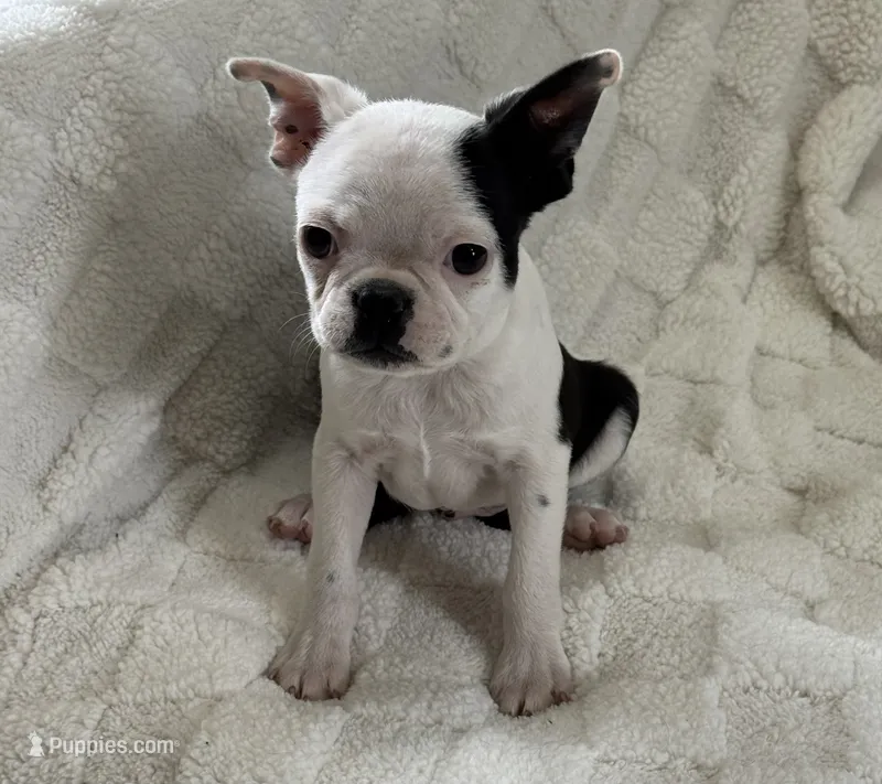 Jace – Boston Terrier puppy for sale in Seymour, MO