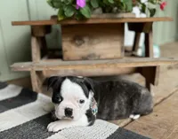 Stella, a female Boston Terrier for sale in Seymour, MO – Photo 3 of 4