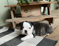 Stella, a female Boston Terrier for sale in Seymour, MO – Photo 2 of 4