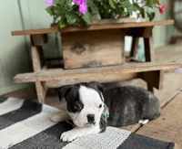 Stella, a female Boston Terrier for sale in Seymour, MO – Photo 4 of 4