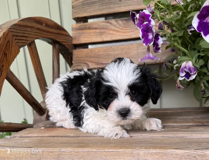Victor, a male Yorkipoo for sale in Seymour, MO – 1 of 4