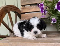 Victor, a male Yorkipoo for sale in Seymour, MO – 1 of 4