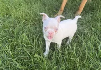 Taz, a male Boston Terrier for sale in Seymour, MO – 2 of 2