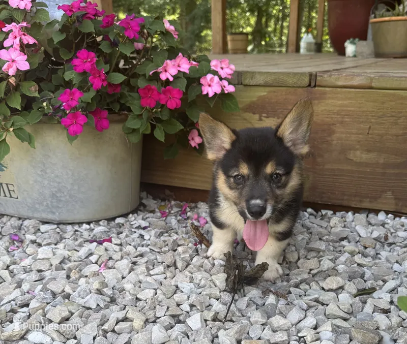 Jarell – Pembroke Welsh Corgi puppy for sale in Seymour, MO